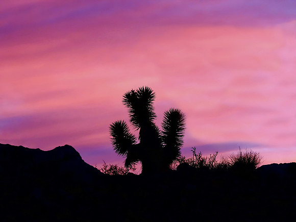 Lonesome Cactus