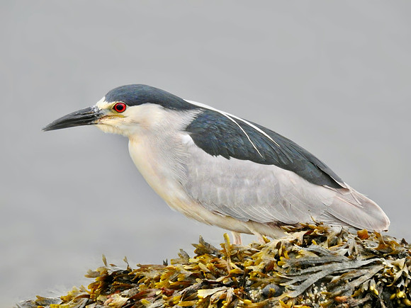 Night Heron Stalking
