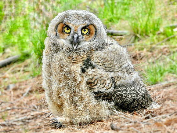 Owlet in the Grass