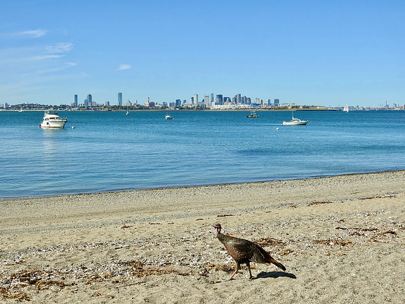 Turkey's Day at the Beach