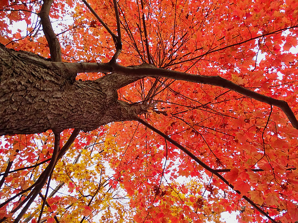 Red Tree Looking Up