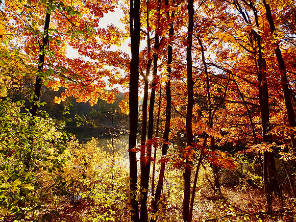 Sunlit Autumn