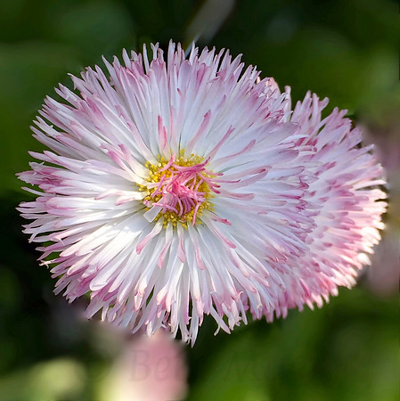 Pretty in Pink Daisy