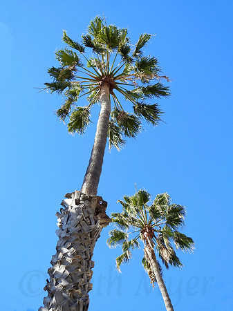 Beverly Hills Palms
