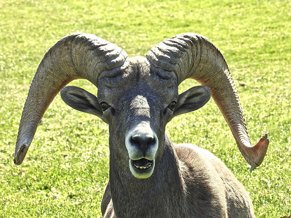 Smiling Sheep