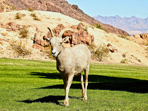 Mountainside Sheep
