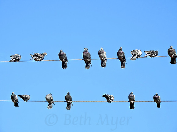 Pigeons on a Wire