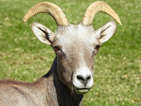 Long Horned Sheep Snacking