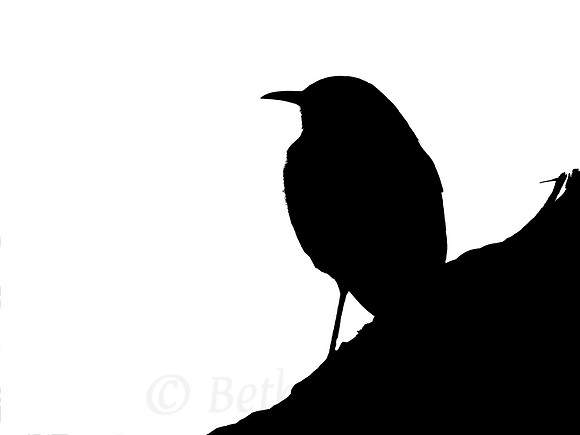 Mountainside Bird Silhouette