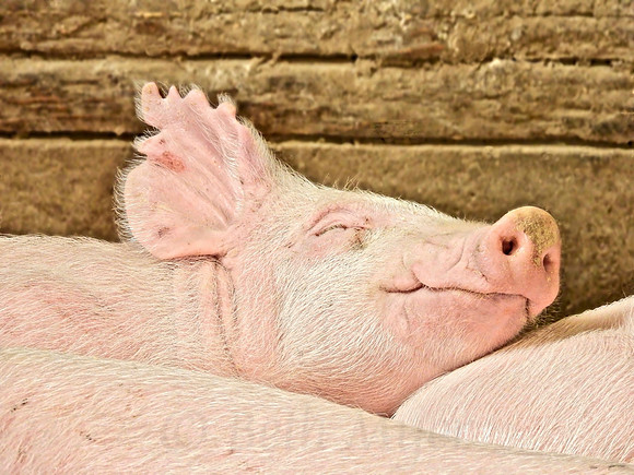 Piglet Napping