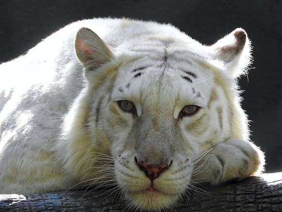 White Tiger Watching