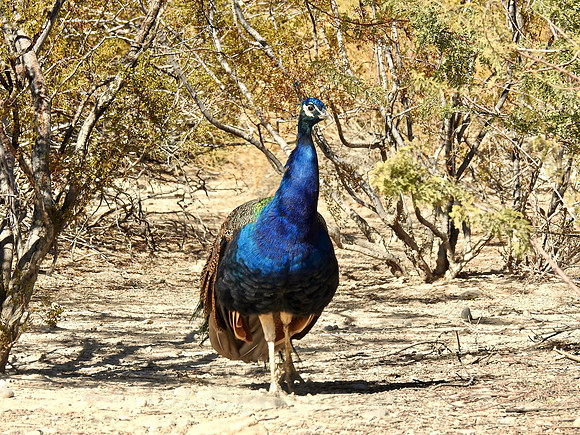 Peacock in the Brush
