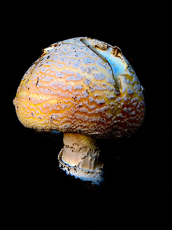 Funky Mushroom