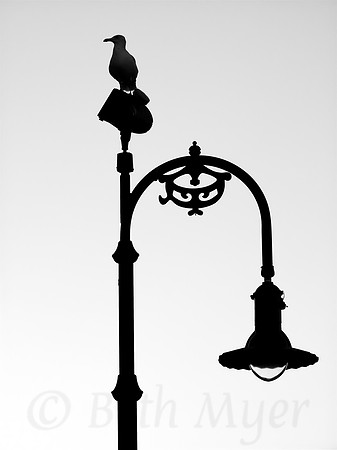 Seagull's Bright Idea