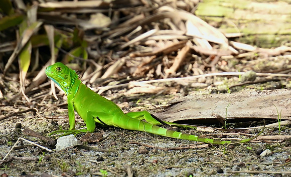 Captivating Captiva Iguana