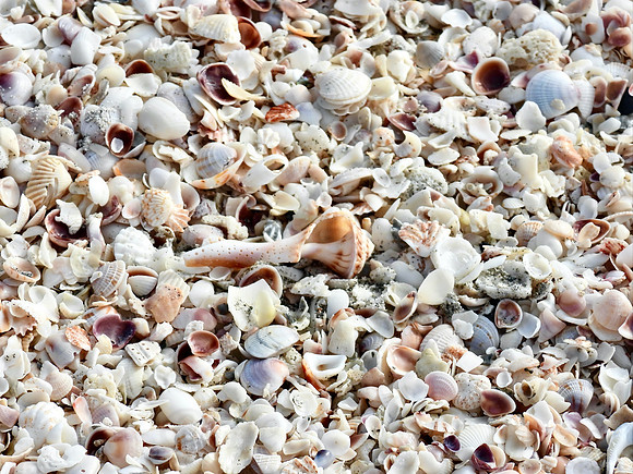 Shelltastic