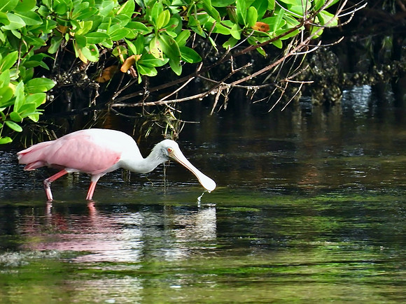 Spoonbill Searching