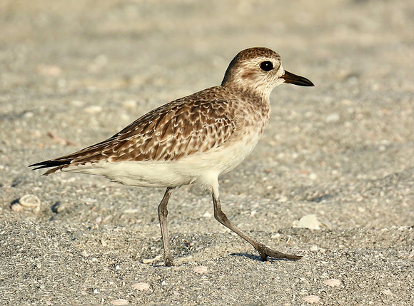 Plover Patrol