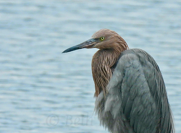 Redheaded Egret Profile - Horizontal