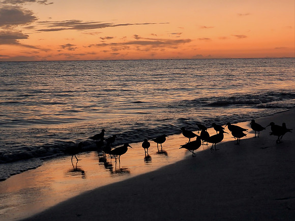 Sunset Sanibel Sandpipers