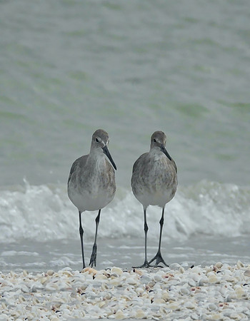 Stormy Sandpipers