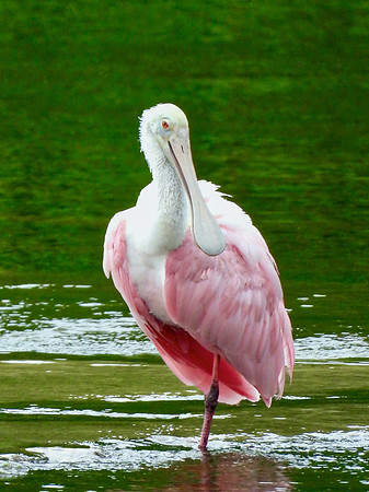 Spoonbill Smile
