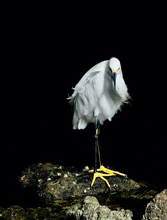 Egret on the Rocks