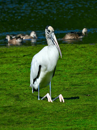 Sitting Stork