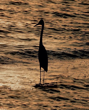 Heron Silhouette - Vertical