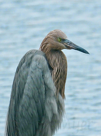 Redheaded Egret Profile - Vertical