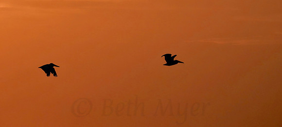 Pelican's Sunset Flight