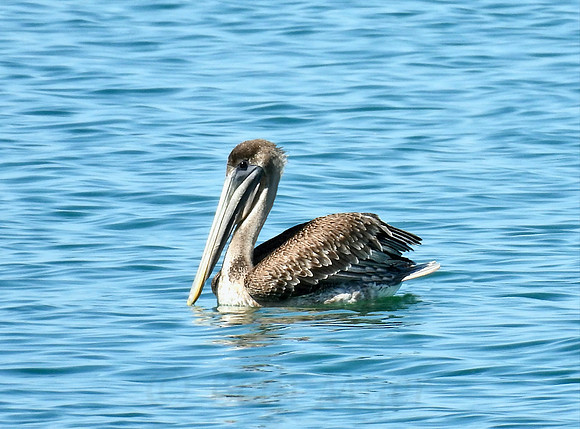 Solo Pelican Swim