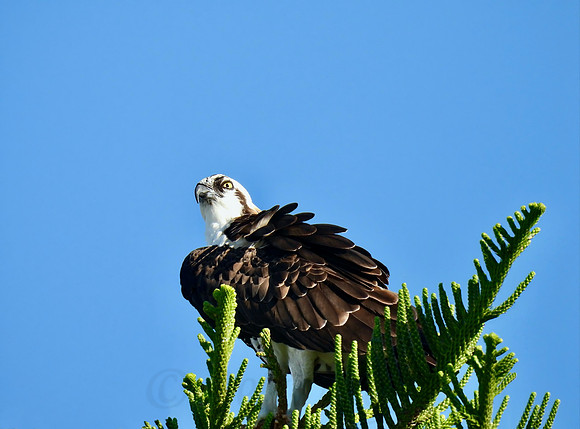 Auspicious Osprey
