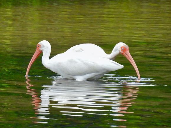 Two Ibis Explorers