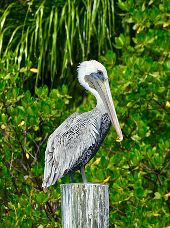 Postal Pelican