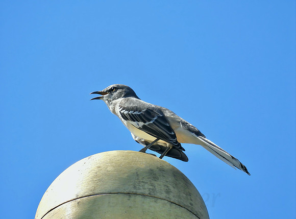 Mocking Mockingbird