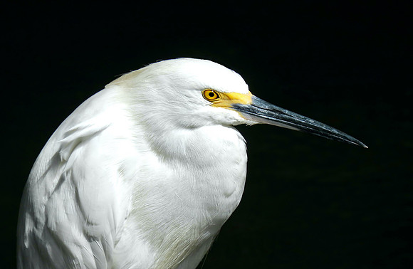 Egret Profile