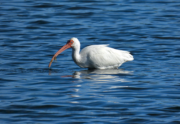 Ibis Fishing