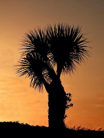 Single Palm Silhouette