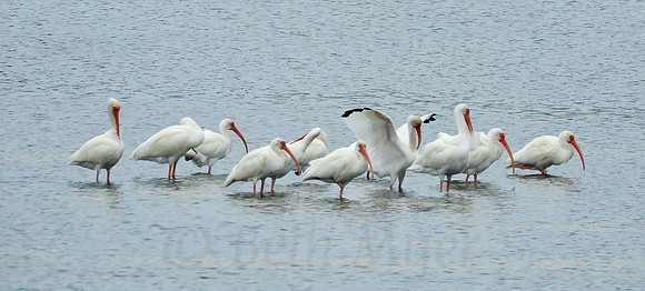 Ibises Beach Day