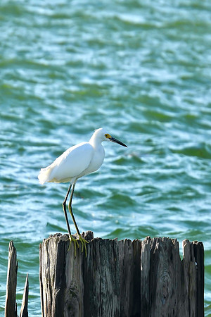 Egret Perching