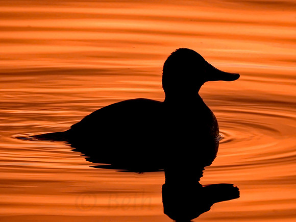 Cormorant Reflection