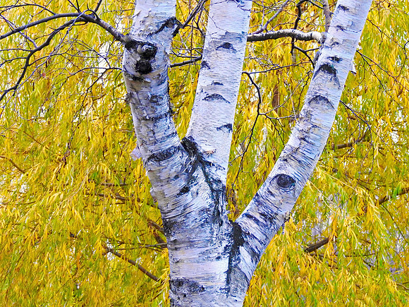 Autumn Birch