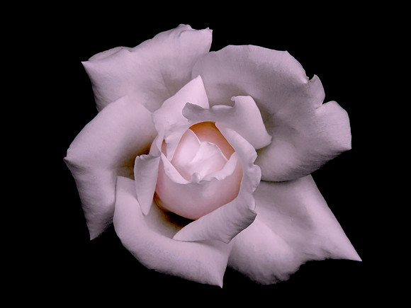 Pink Rose Isolation