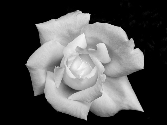 White Rose Isolation