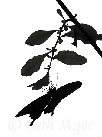 Butterfly Silhouette