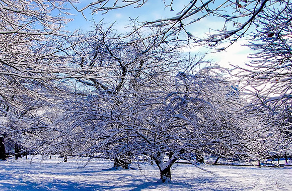 Snowcapped Trees