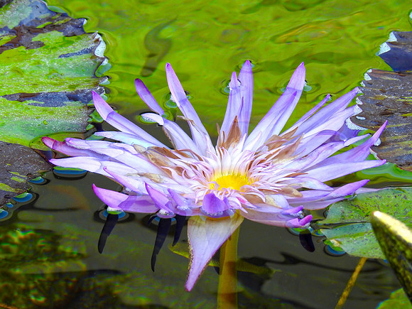 Purple Water Lily