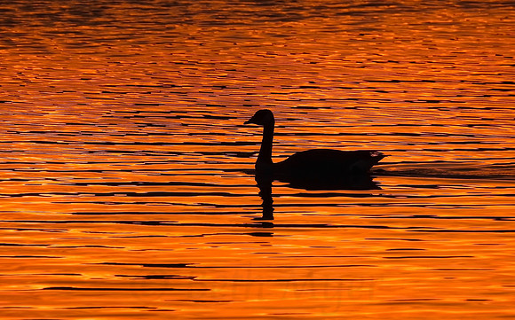 Goose's Sunset Swim