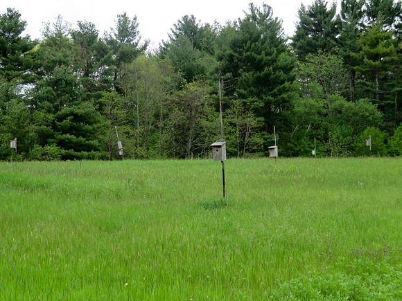 Field Of Bird Dreams